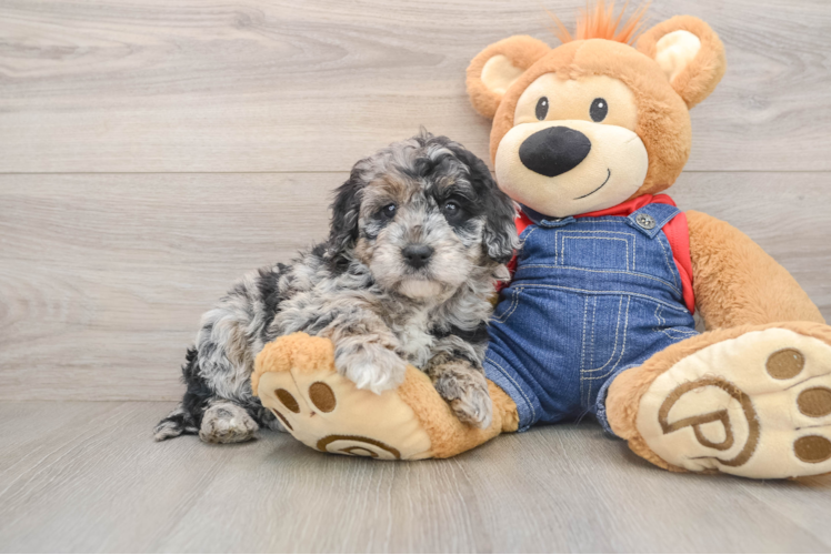 Mini Goldendoodle Pup Being Cute