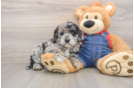 Mini Goldendoodle Pup Being Cute
