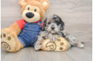 Mini Goldendoodle Pup Being Cute