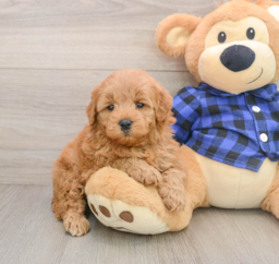 7 week old Mini Goldendoodle Puppy For Sale - Lone Star Pups