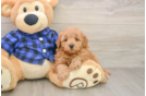 Best Mini Goldendoodle Baby