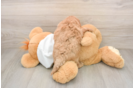 Mini Goldendoodle Puppy for Adoption