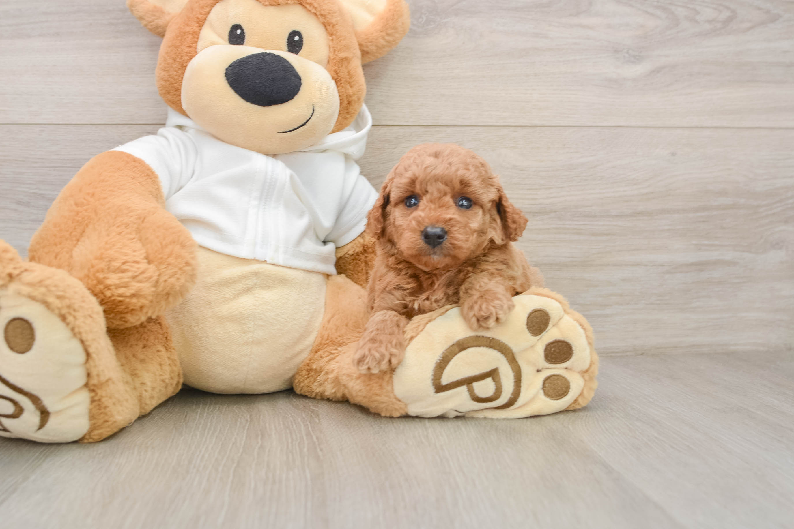 Adorable Golden Retriever Poodle Mix Poodle Mix Puppy
