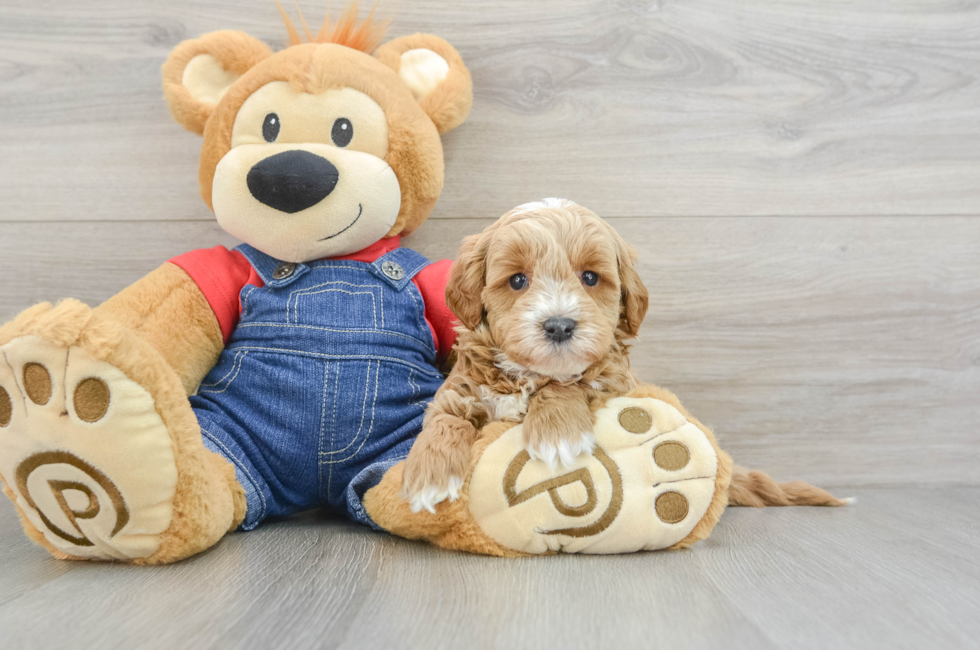 7 week old Mini Goldendoodle Puppy For Sale - Lone Star Pups