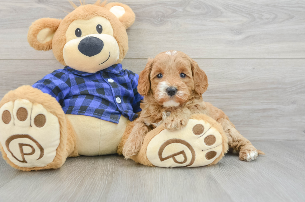 7 week old Mini Goldendoodle Puppy For Sale - Lone Star Pups