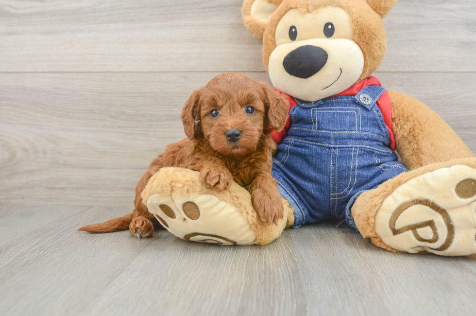 6 week old Mini Goldendoodle Puppy For Sale - Lone Star Pups