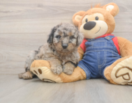 7 week old Mini Goldendoodle Puppy For Sale - Lone Star Pups