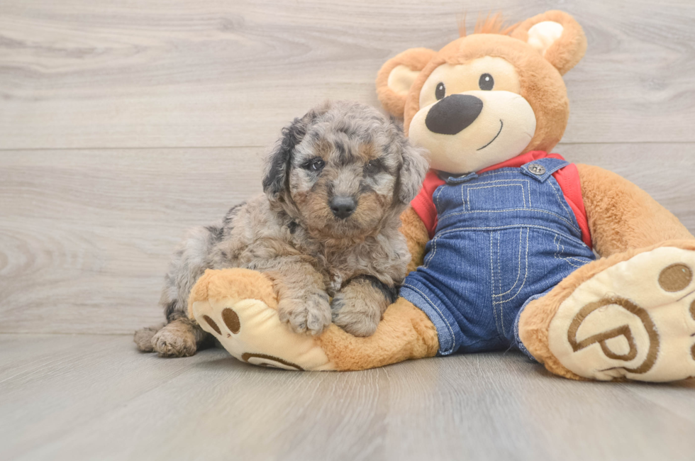5 week old Mini Goldendoodle Puppy For Sale - Lone Star Pups