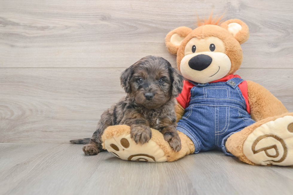 Cute Mini Goldendoodle Baby