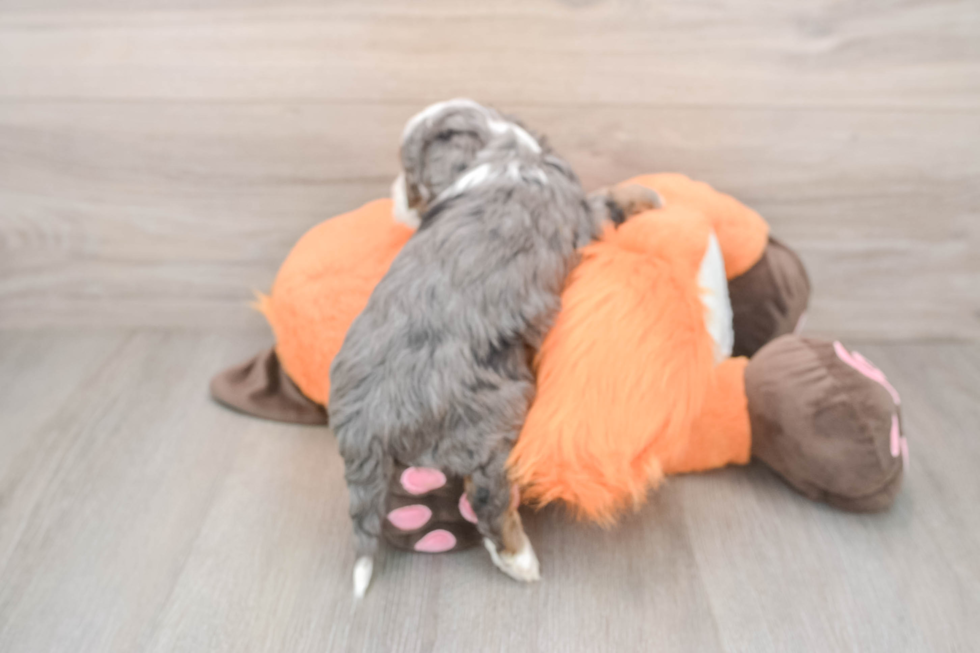 Adorable Golden Retriever Poodle Mix Poodle Mix Puppy