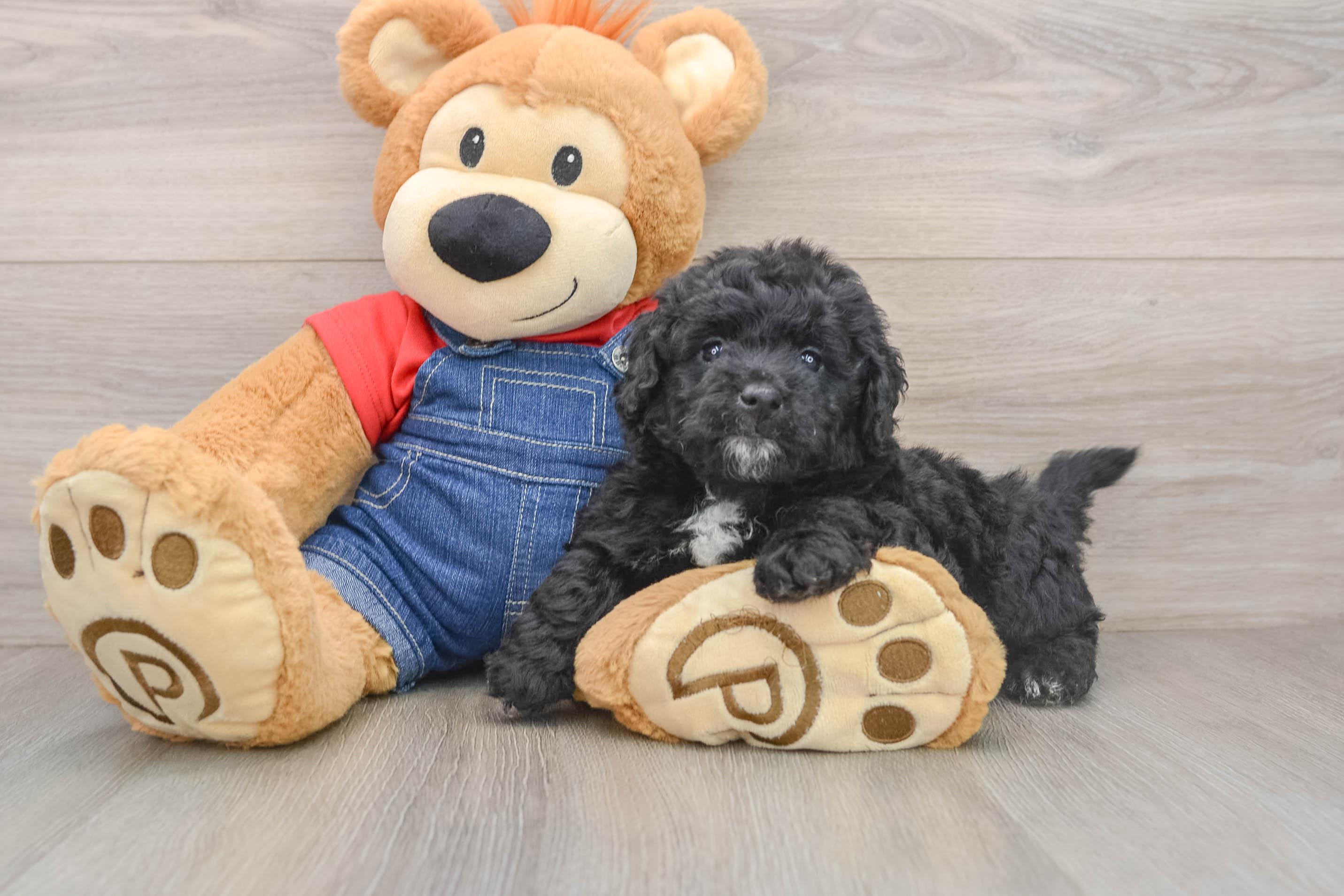 Mini Goldendoodle Pup Being Cute