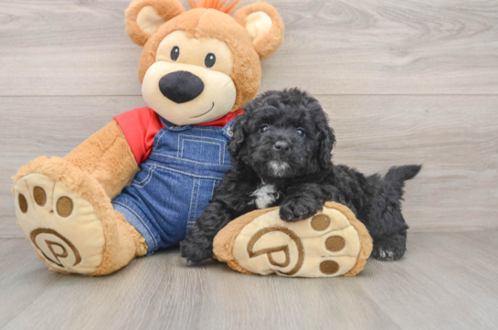 Mini Goldendoodle Pup Being Cute