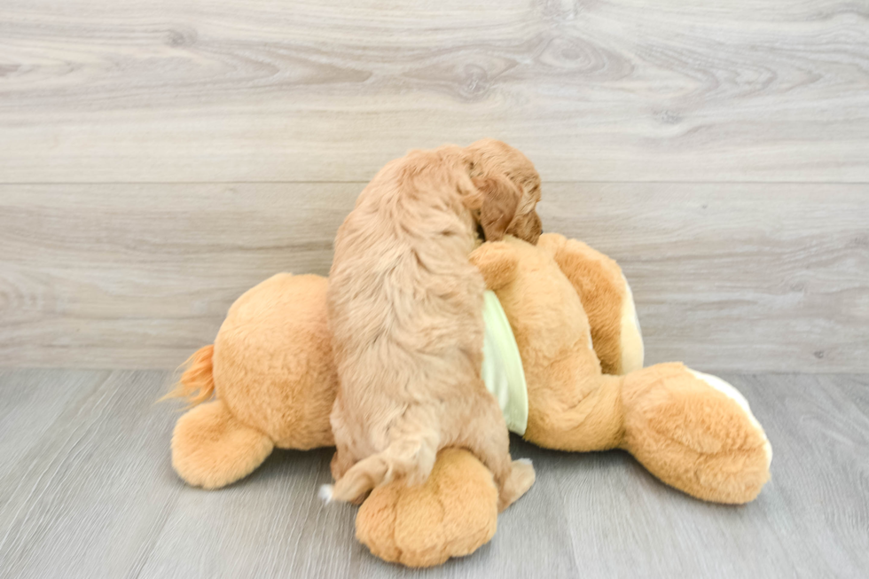 Mini Goldendoodle Pup Being Cute