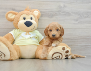 7 week old Mini Goldendoodle Puppy For Sale - Lone Star Pups