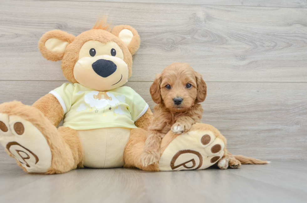 6 week old Mini Goldendoodle Puppy For Sale - Lone Star Pups