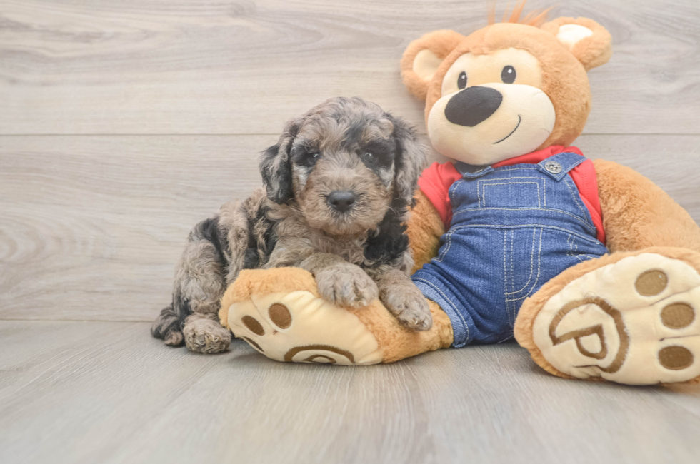 5 week old Mini Goldendoodle Puppy For Sale - Lone Star Pups