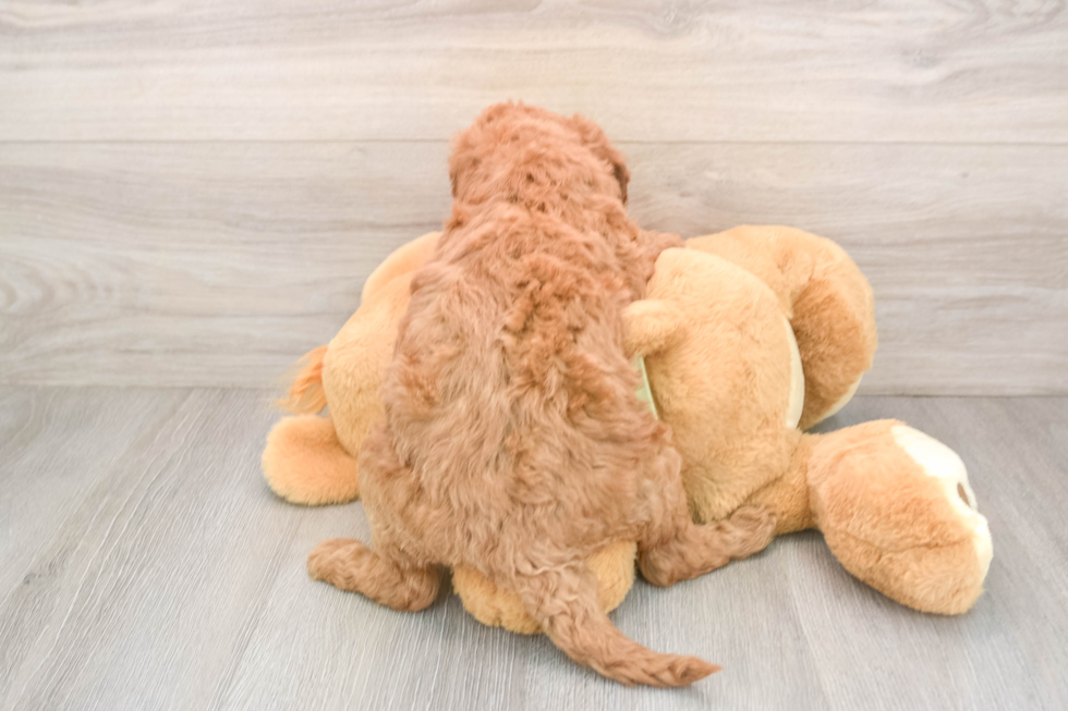 Petite Mini Goldendoodle Poodle Mix Pup