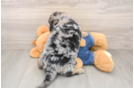 Friendly Mini Goldendoodle Baby