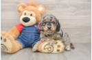 Cute Mini Goldendoodle Baby
