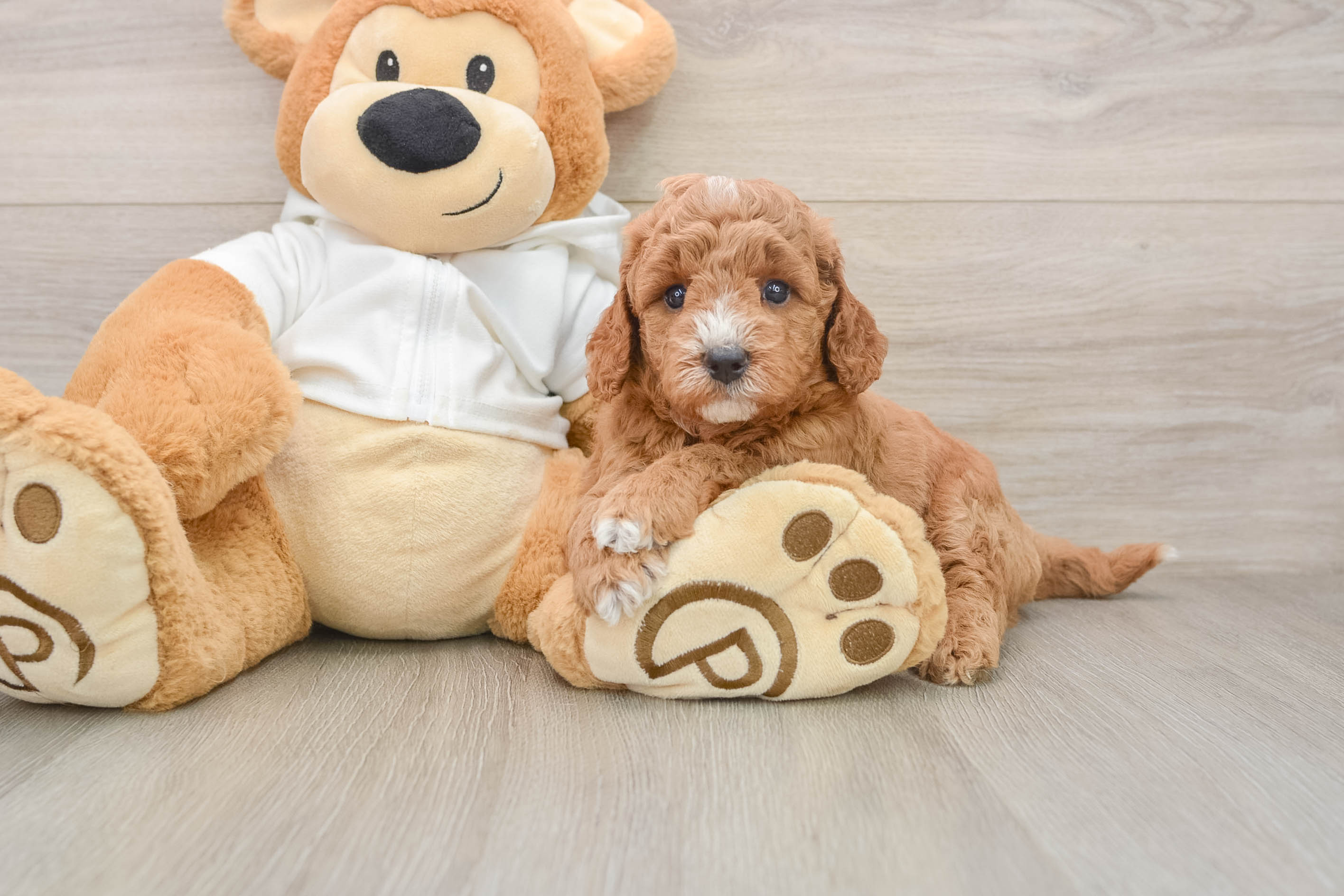 Playful Mini Groodle Poodle Mix Puppy
