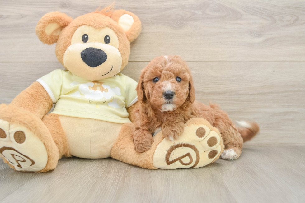 Happy Mini Goldendoodle Baby