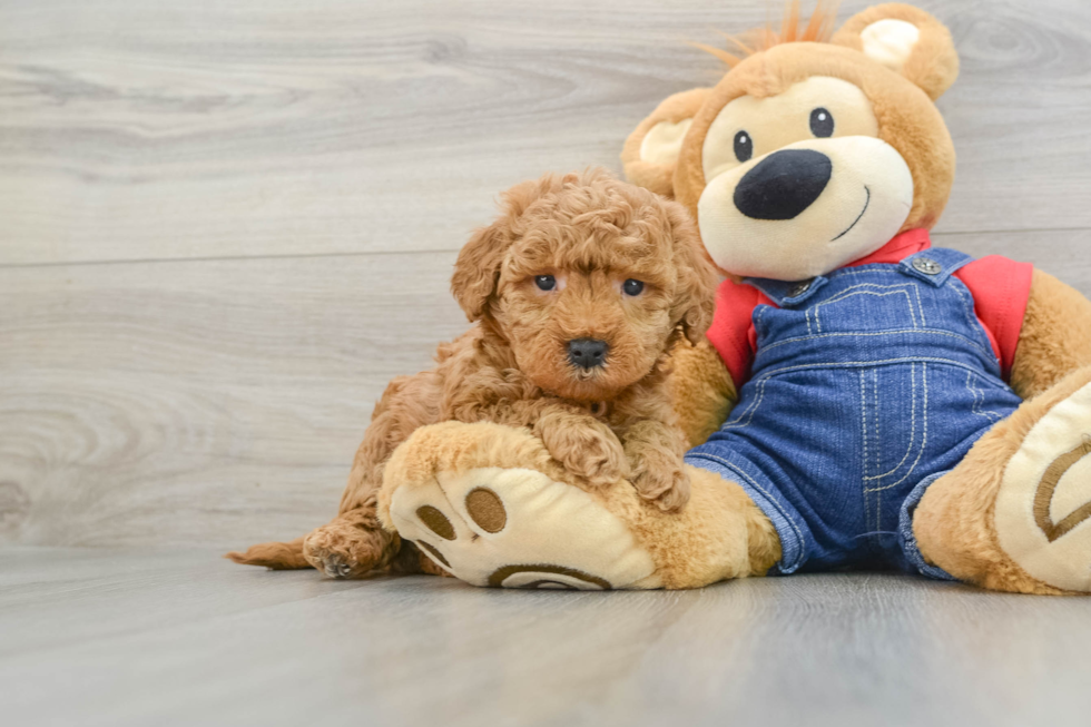 Small Mini Goldendoodle Baby