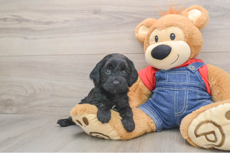 Best Mini Goldendoodle Baby