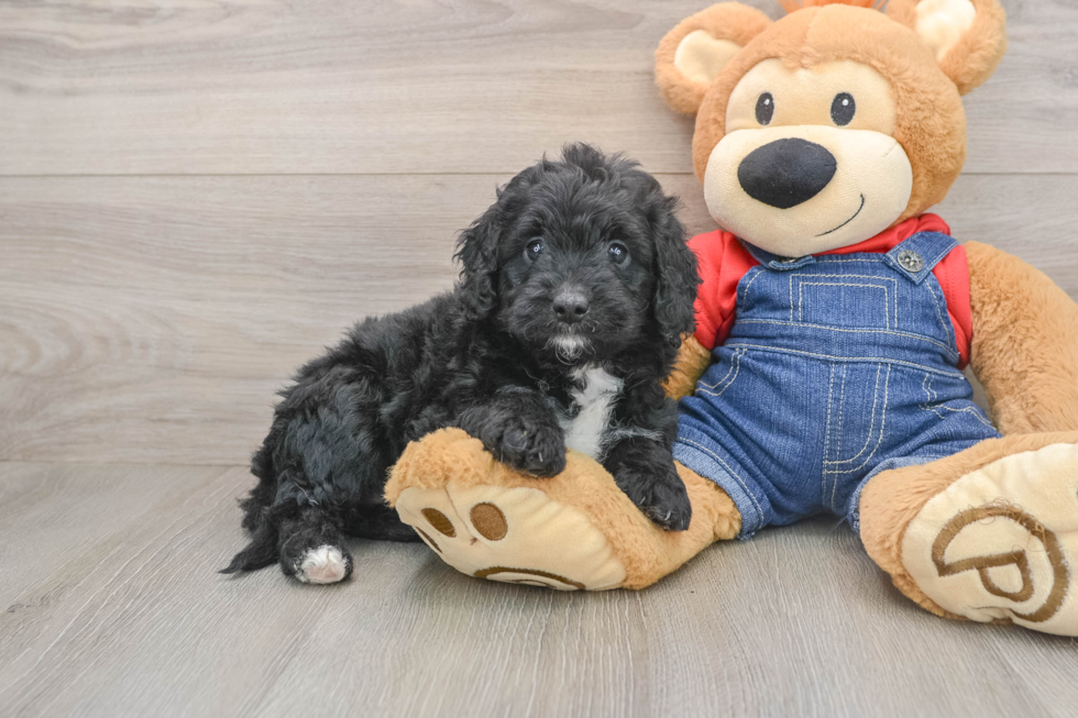 Mini Goldendoodle Pup Being Cute