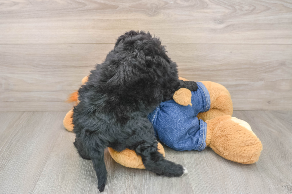 Best Mini Goldendoodle Baby