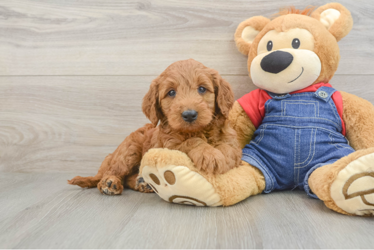 Energetic Golden Doodle Poodle Mix Puppy