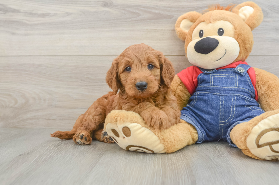 6 week old Mini Goldendoodle Puppy For Sale - Lone Star Pups