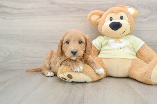 Hypoallergenic Mini Goldiepoo Poodle Mix Puppy