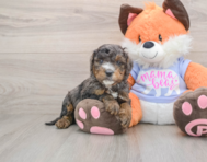 6 week old Mini Goldendoodle Puppy For Sale - Lone Star Pups