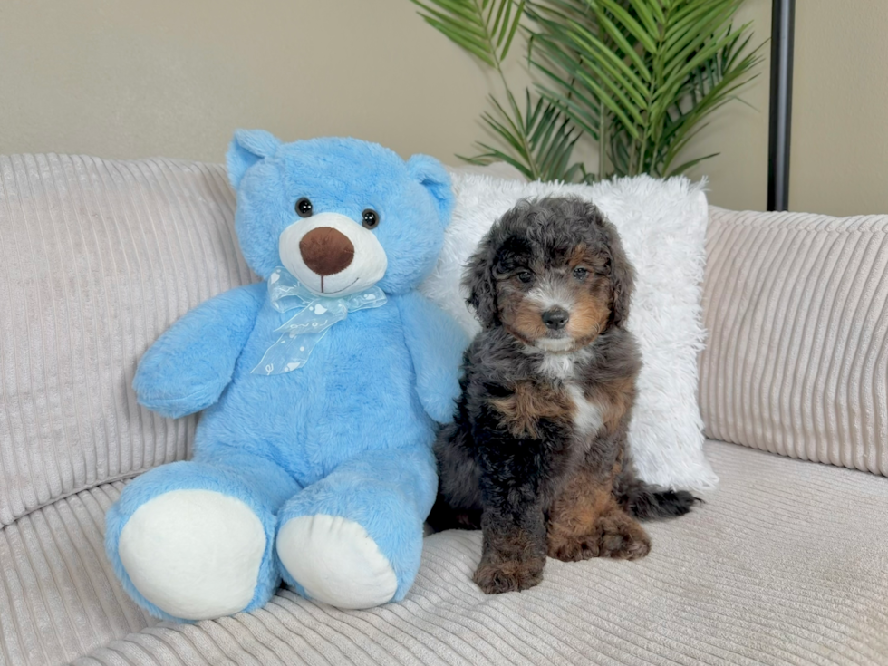 Cute Mini Goldendoodle Poodle Mix Pup