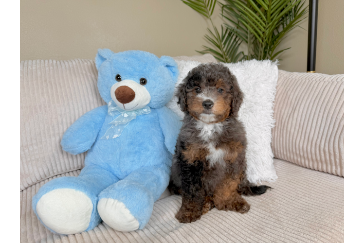 Best Mini Goldendoodle Baby