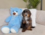 8 week old Mini Goldendoodle Puppy For Sale - Lone Star Pups