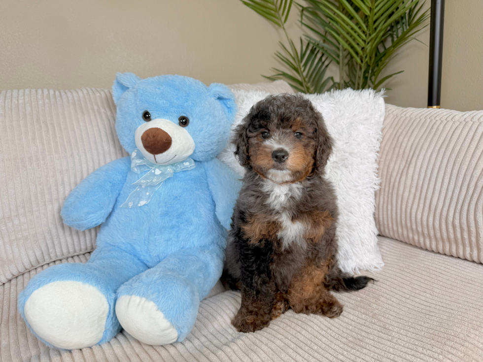 Best Mini Goldendoodle Baby