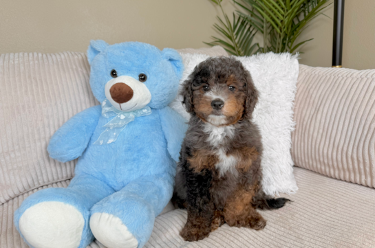 Best Mini Goldendoodle Baby