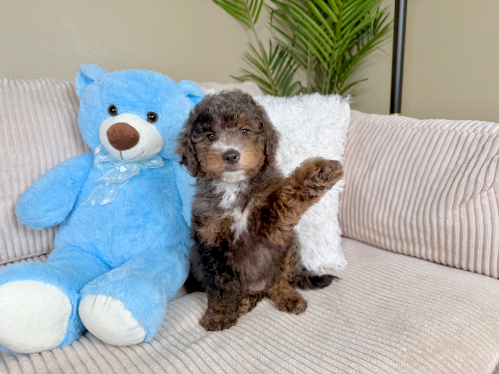 Cute Mini Goldendoodle Baby