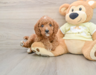 8 week old Mini Goldendoodle Puppy For Sale - Lone Star Pups