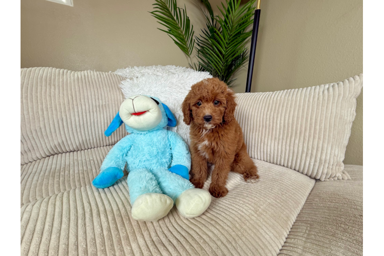 Mini Goldendoodle Puppy for Adoption