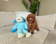 9 week old Mini Goldendoodle Puppy For Sale - Lone Star Pups