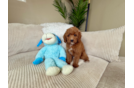 Mini Goldendoodle Puppy for Adoption