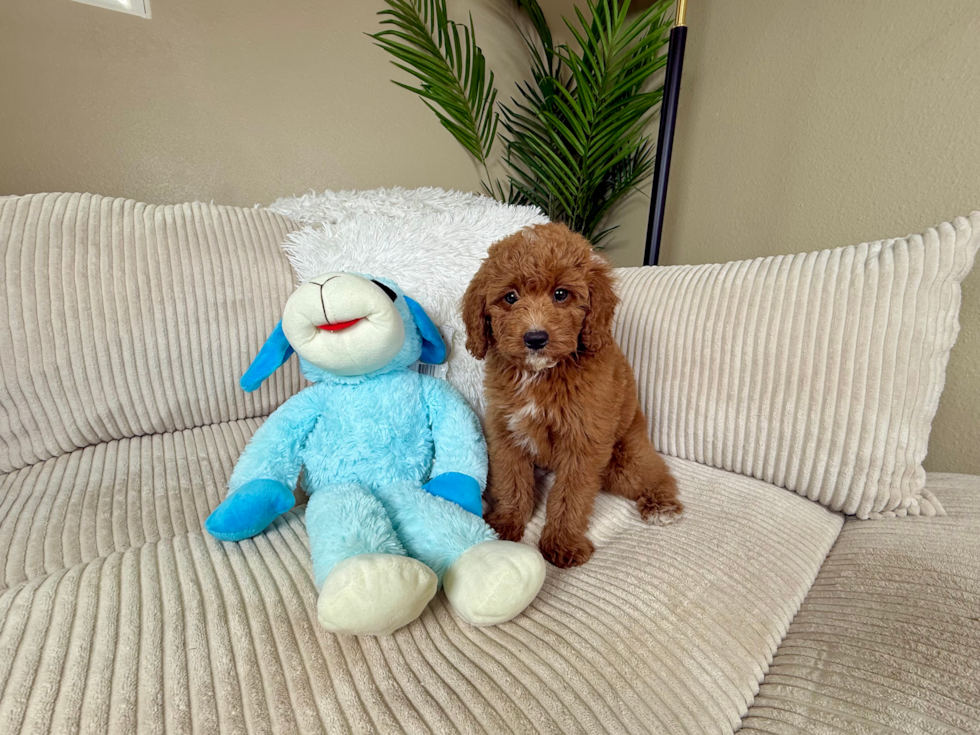 Mini Goldendoodle Puppy for Adoption