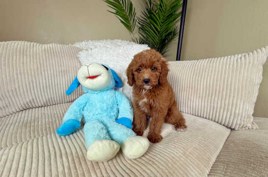 Mini Goldendoodle Puppy for Adoption