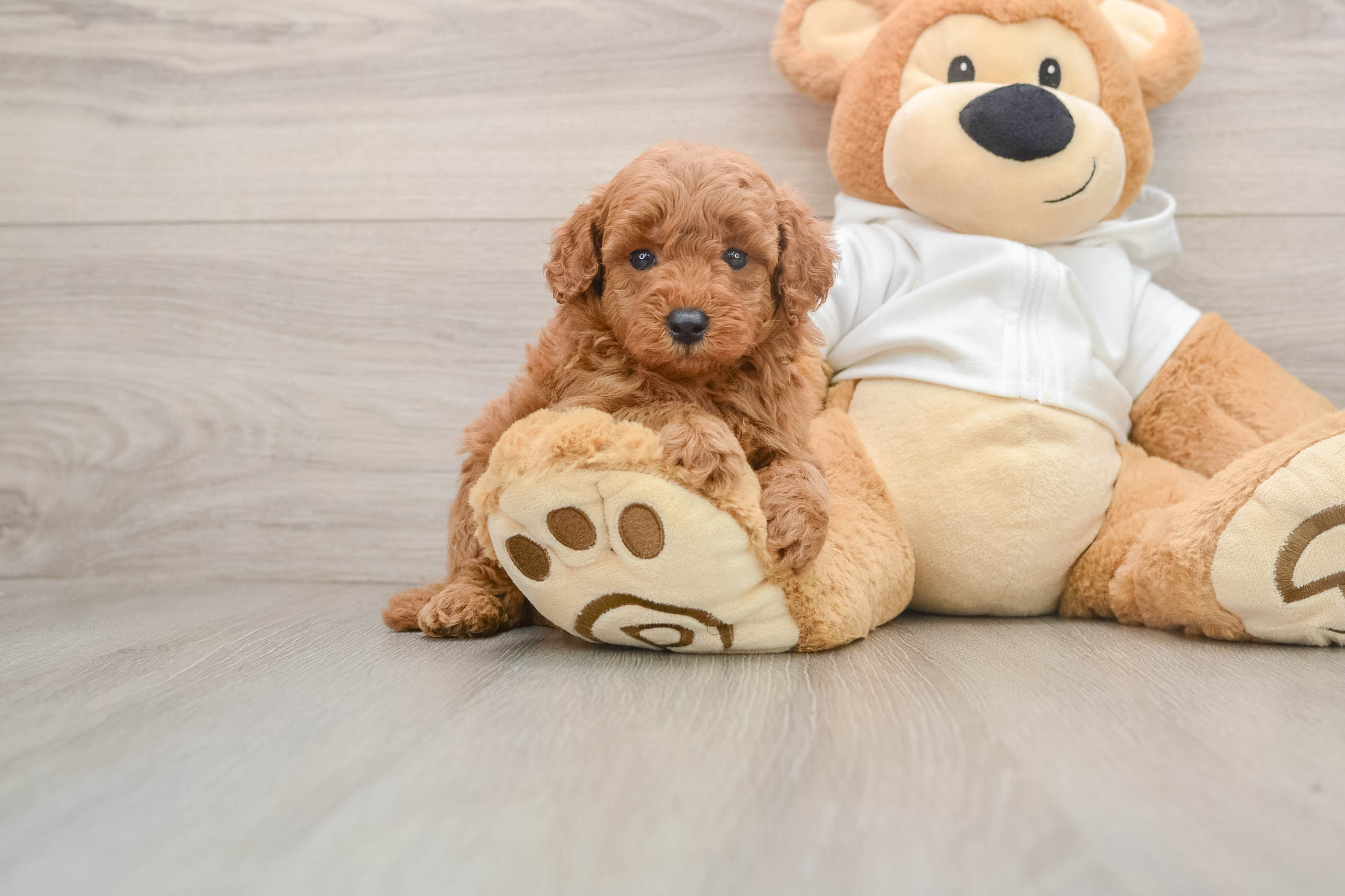 Best Mini Goldendoodle Baby