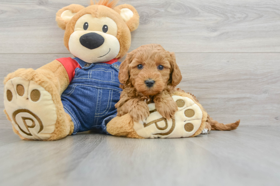 7 week old Mini Goldendoodle Puppy For Sale - Lone Star Pups