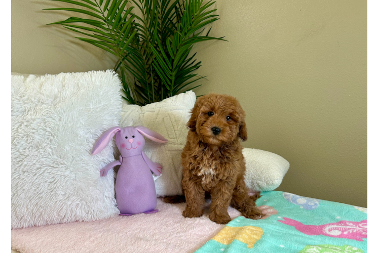 Cute Mini Goldendoodle Poodle Mix Pup