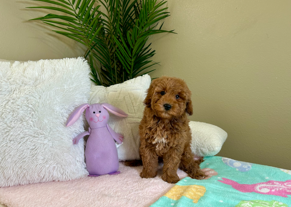 Cute Mini Goldendoodle Poodle Mix Pup
