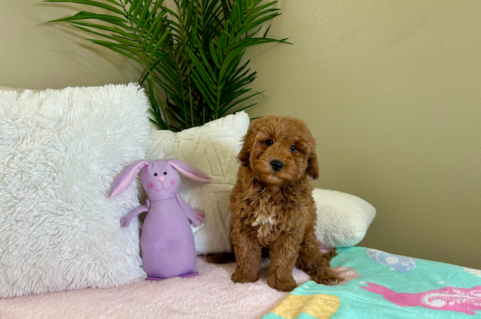 10 week old Mini Goldendoodle Puppy For Sale - Lone Star Pups